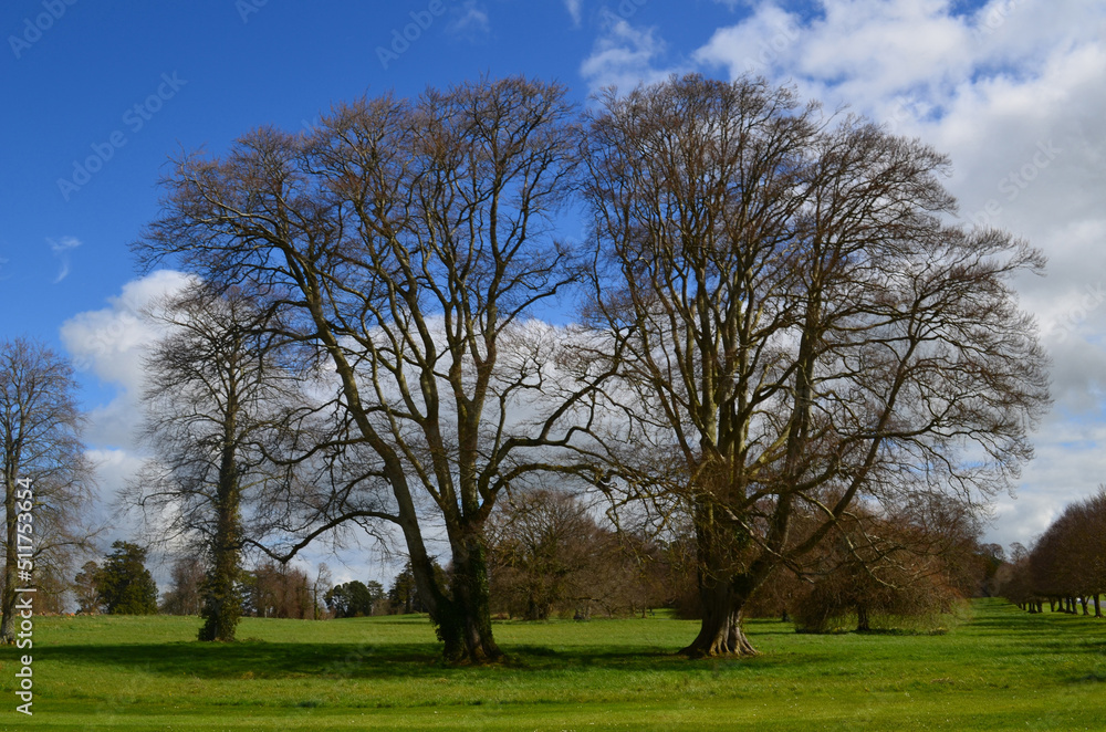 Pair of Twin Trees in Early Springtime in Ireland Pair of Twin Trees in Early Springtime in Ireland