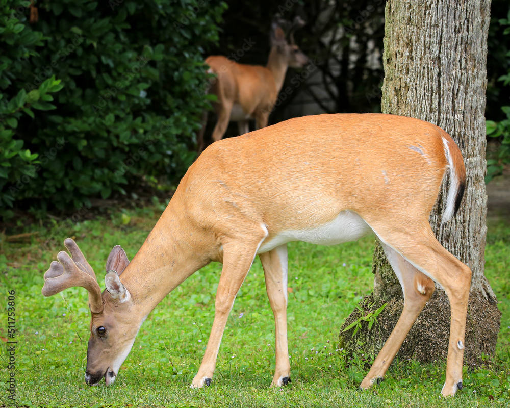deer in the forest deer in the forest