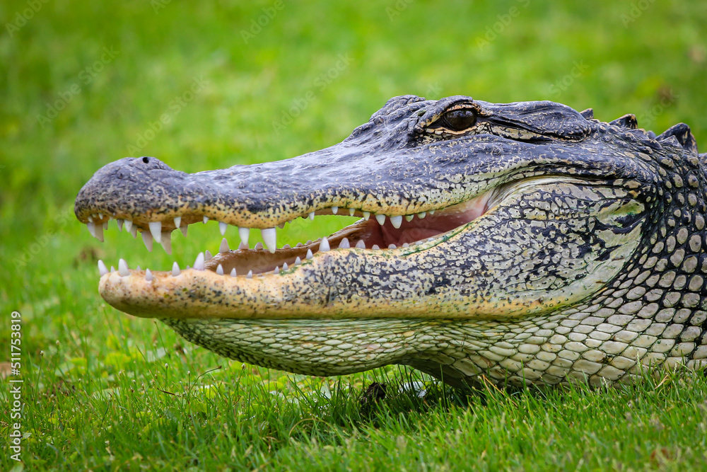 Fototapeta premium american alligator isolated