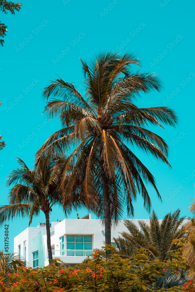 Fototapeta premium palm trees on the beach miami 