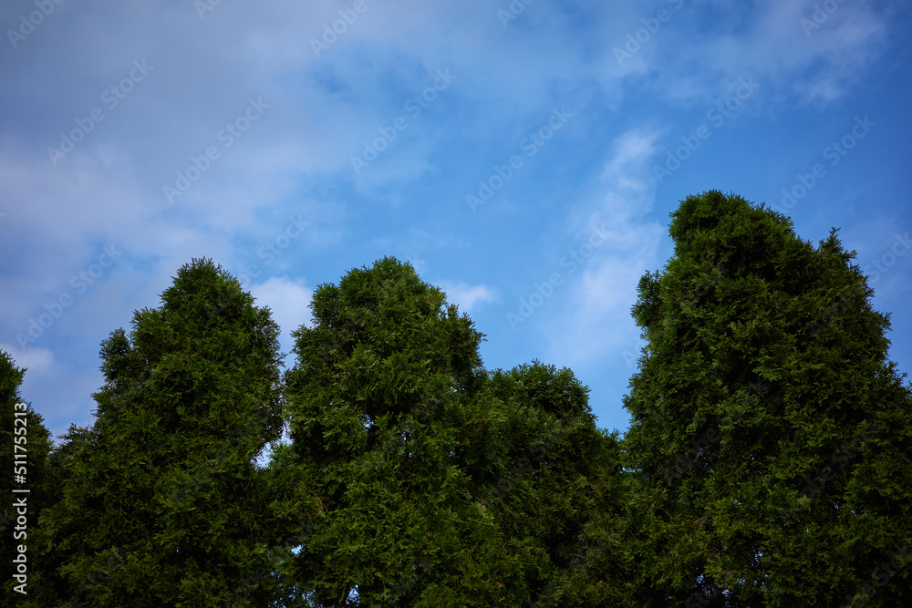 evergreen trees and blue sky
