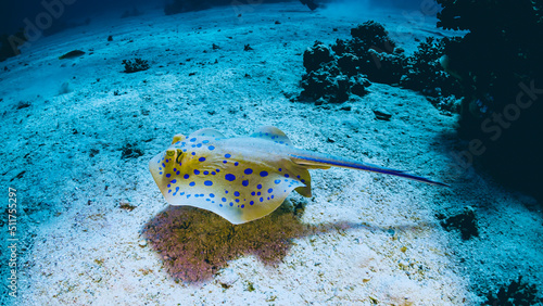 A stingray lies near a coral in the Red Sea