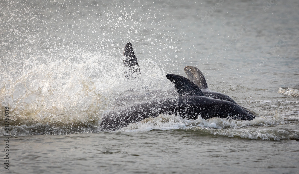Obraz premium Dolphins Strand Feeding