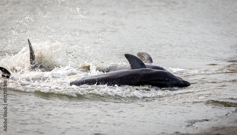 Fototapeta premium Dolphins Strand Feeding