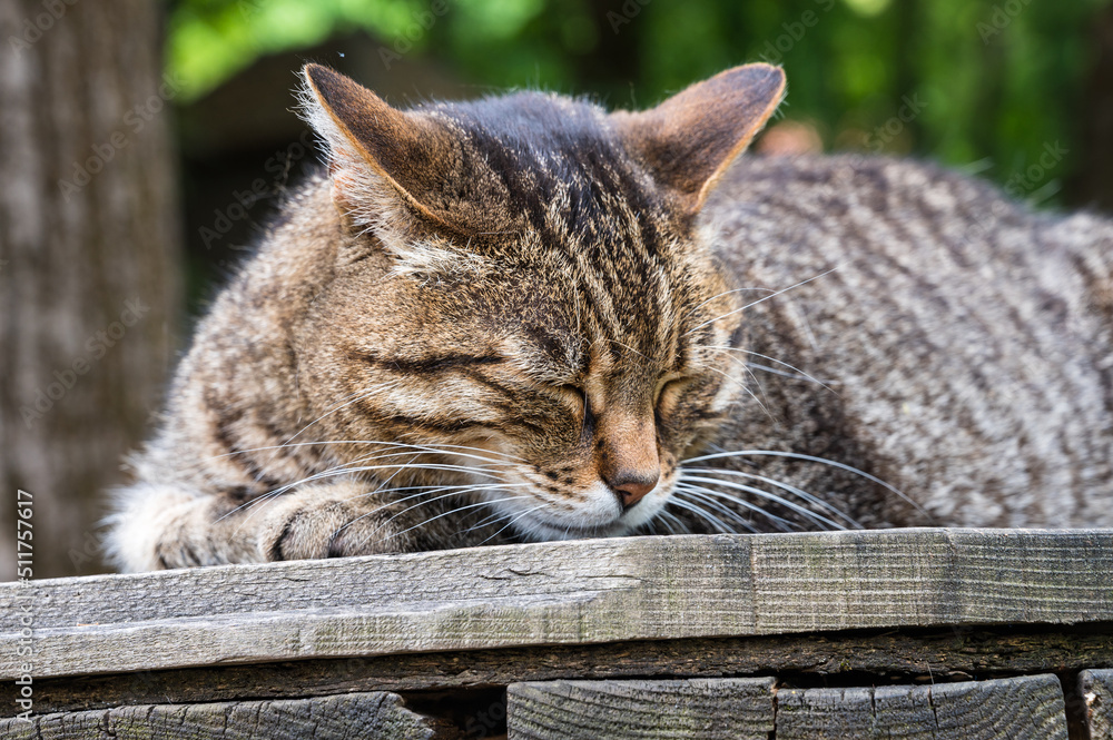 Getigerte Katze schläft auf einer Holzbank