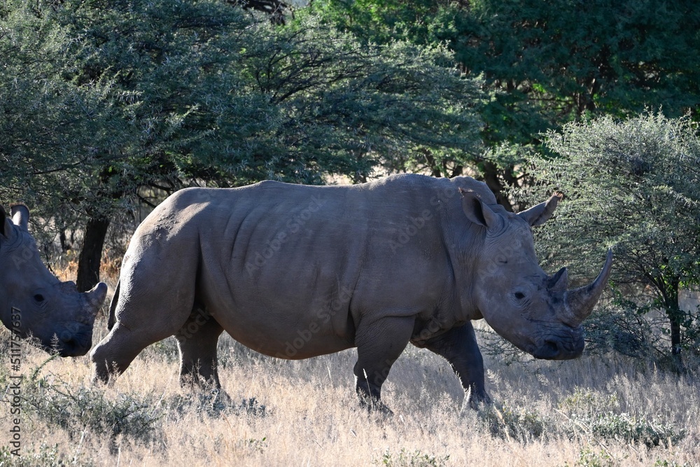 Fototapeta premium Nashorn 2