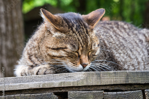 Obraz na płótnie Getigerte Katze schläft auf einer Holzbank w salonie