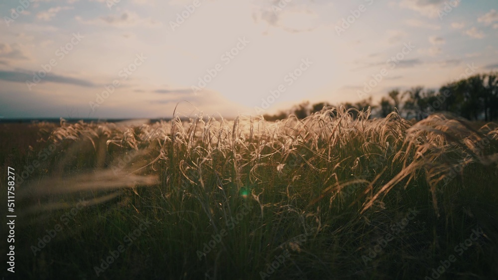 dry grass in the field sways at sunset. ears of grass in a wild field in the park. sunset nature landscape concept. spikelets of grass lifestyle silhouette landscape in nature landscape