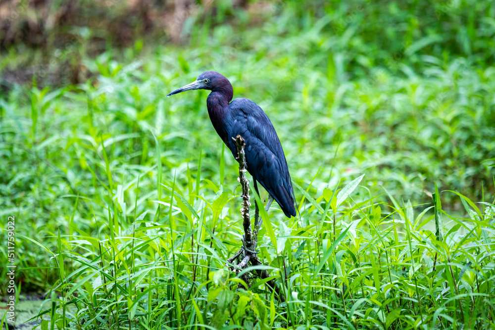 Naklejka premium crowned heron