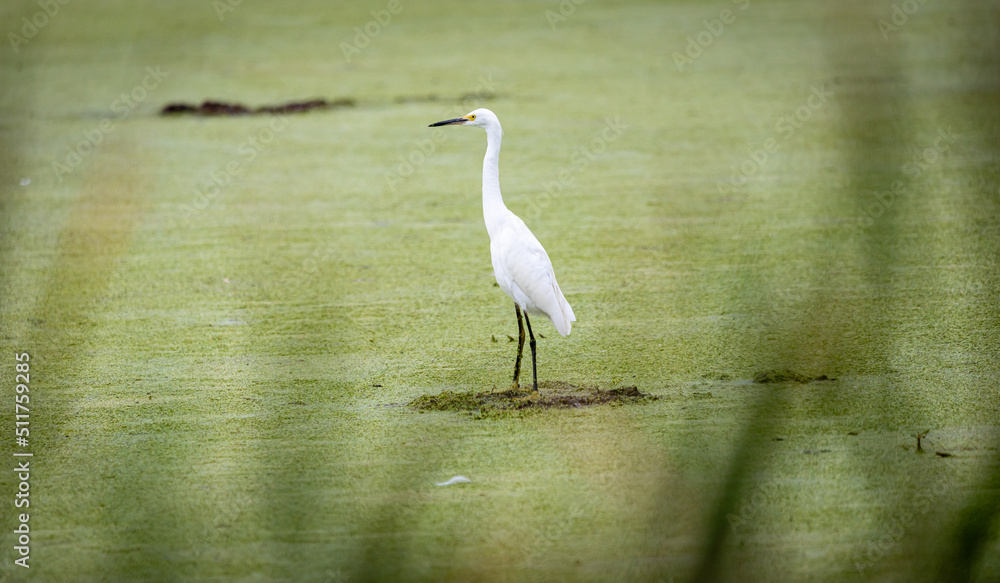 Fototapeta premium Egret