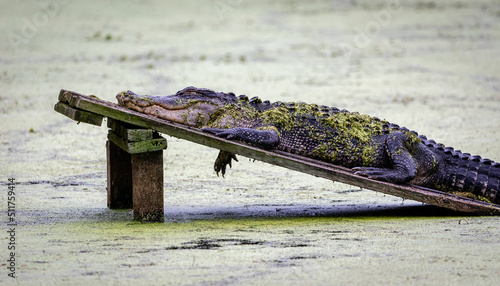 alligator in the everglades