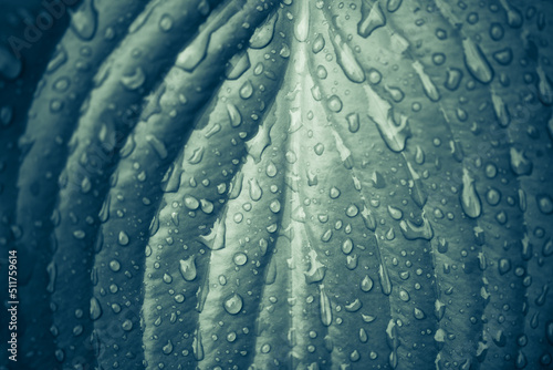 Canvas Print closeup wet summer garden flower leaf background