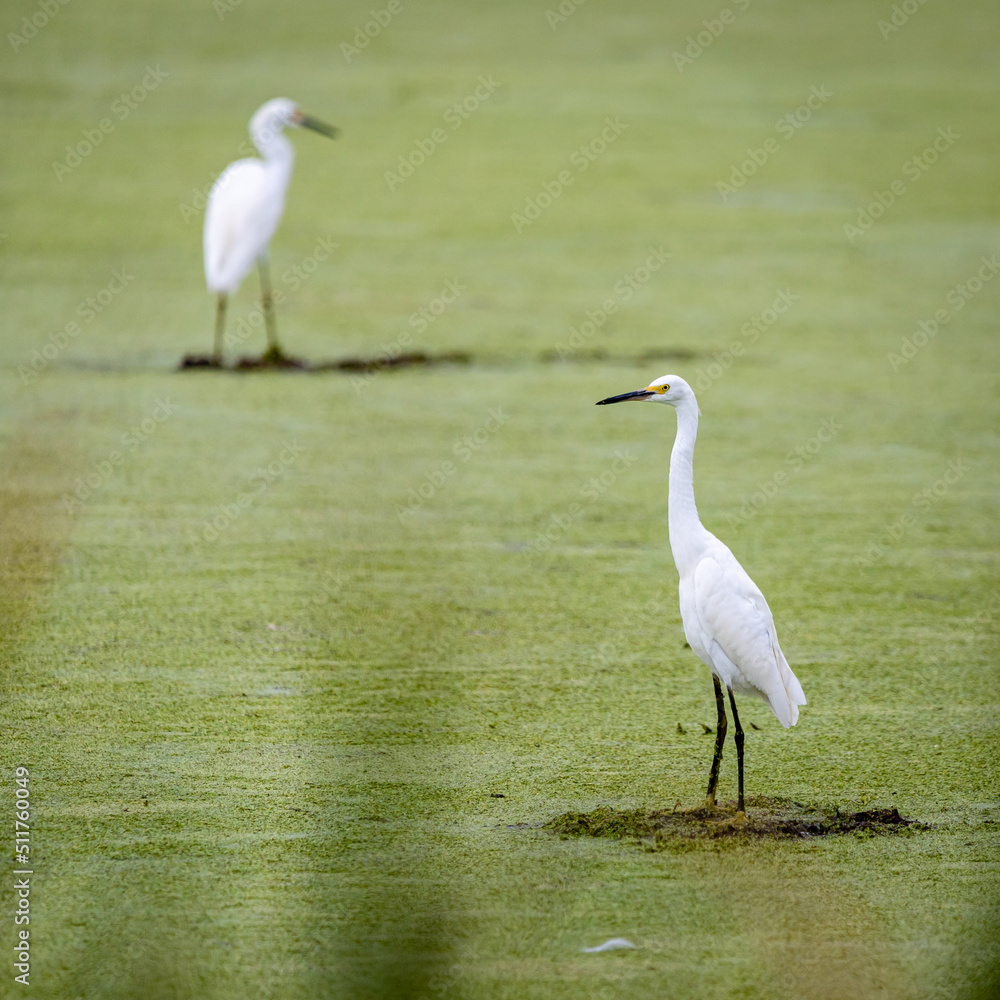Fototapeta premium snowy egret in the marsh