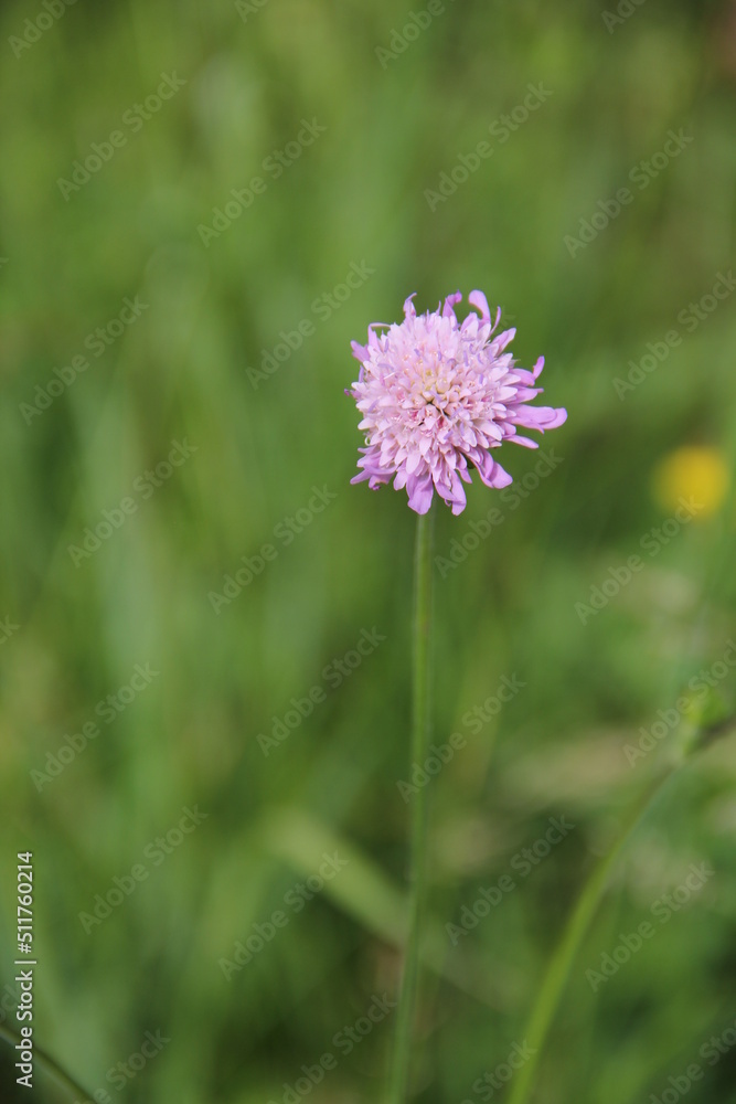 nature green background and purple flower nature green background and purple flower