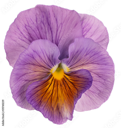 pansy flower isolated © _Vilor