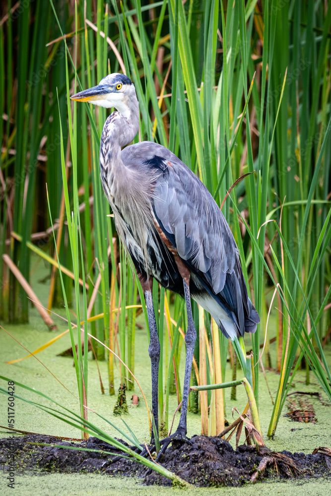 Fototapeta premium great blue heron