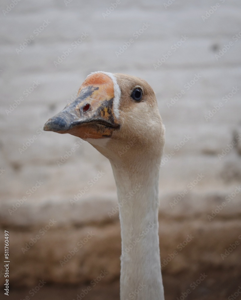 Fototapeta premium Close up of a goose. 
