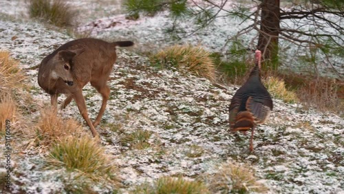 White-tailed Deer and Wild Turkey
