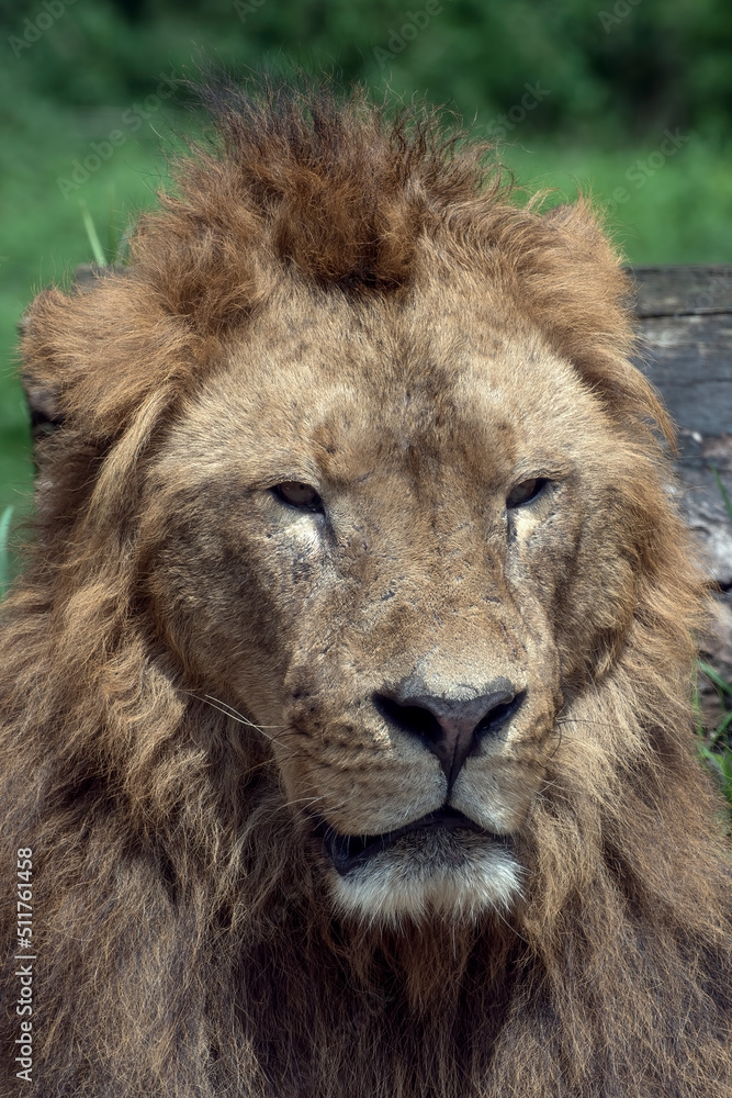 Close up portrait of a male lion with scar face