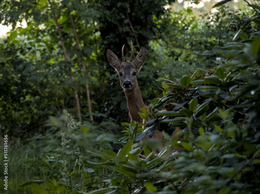 Young roe buck in the forest Young roe buck in the forest
