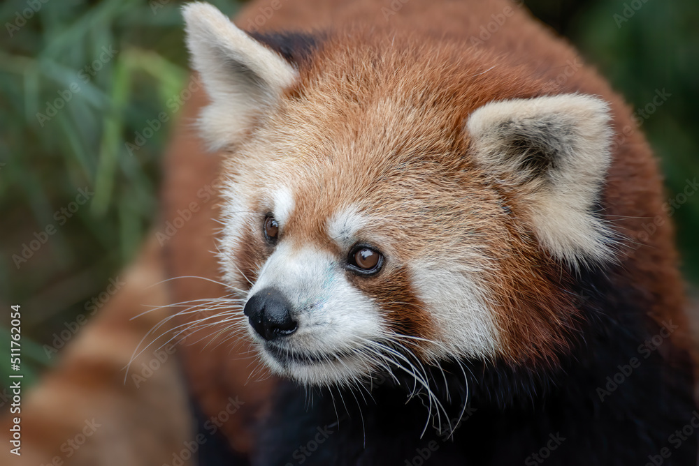 Beautiful images of a red panda 
