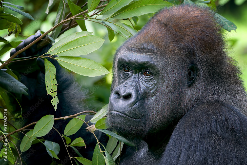 Obraz premium Lowland silverback gorilla in the forest