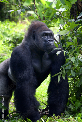 Fotografia Lowland silverback gorilla in the forest