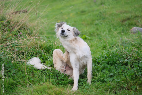 Shepherd Dog smiling and itches on mountain grass