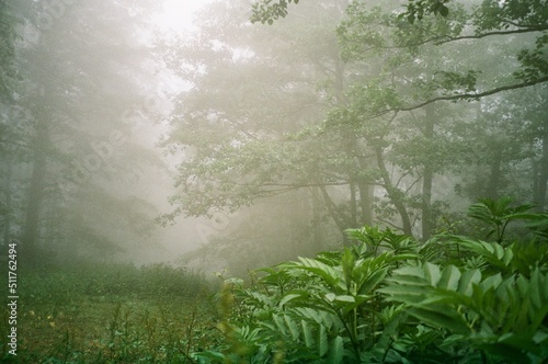 Smog in forest in Georgia. Shoot on film camera