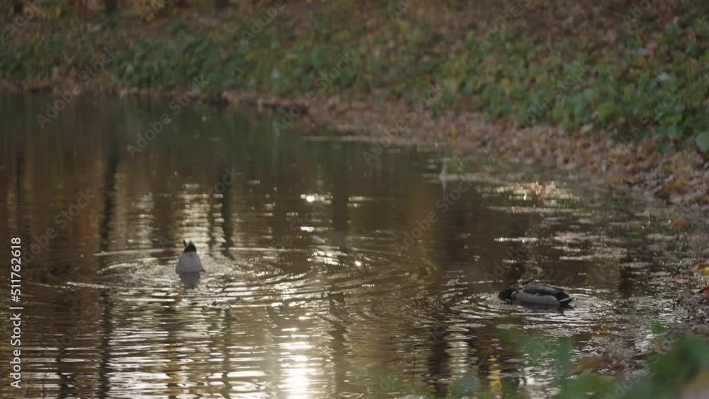 Ducks swim in the pond of the autumn park Ducks swim in the pond of the autumn park