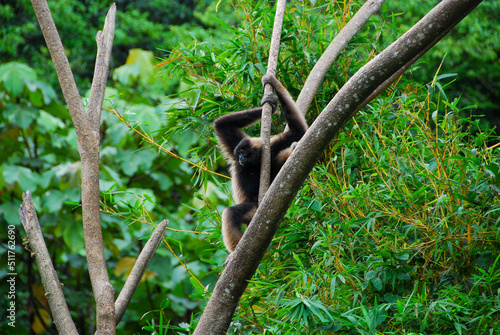 monkey on tree in barneo