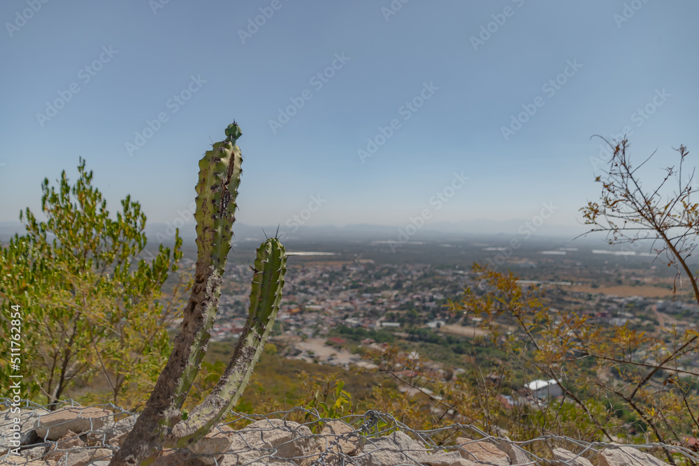 Cactus in the heights, a blue sky and small town background