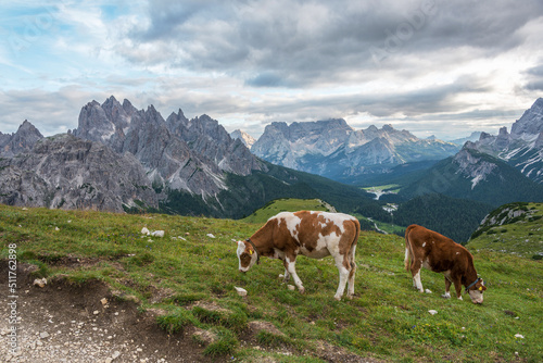 Cows in the Dolomites mountains