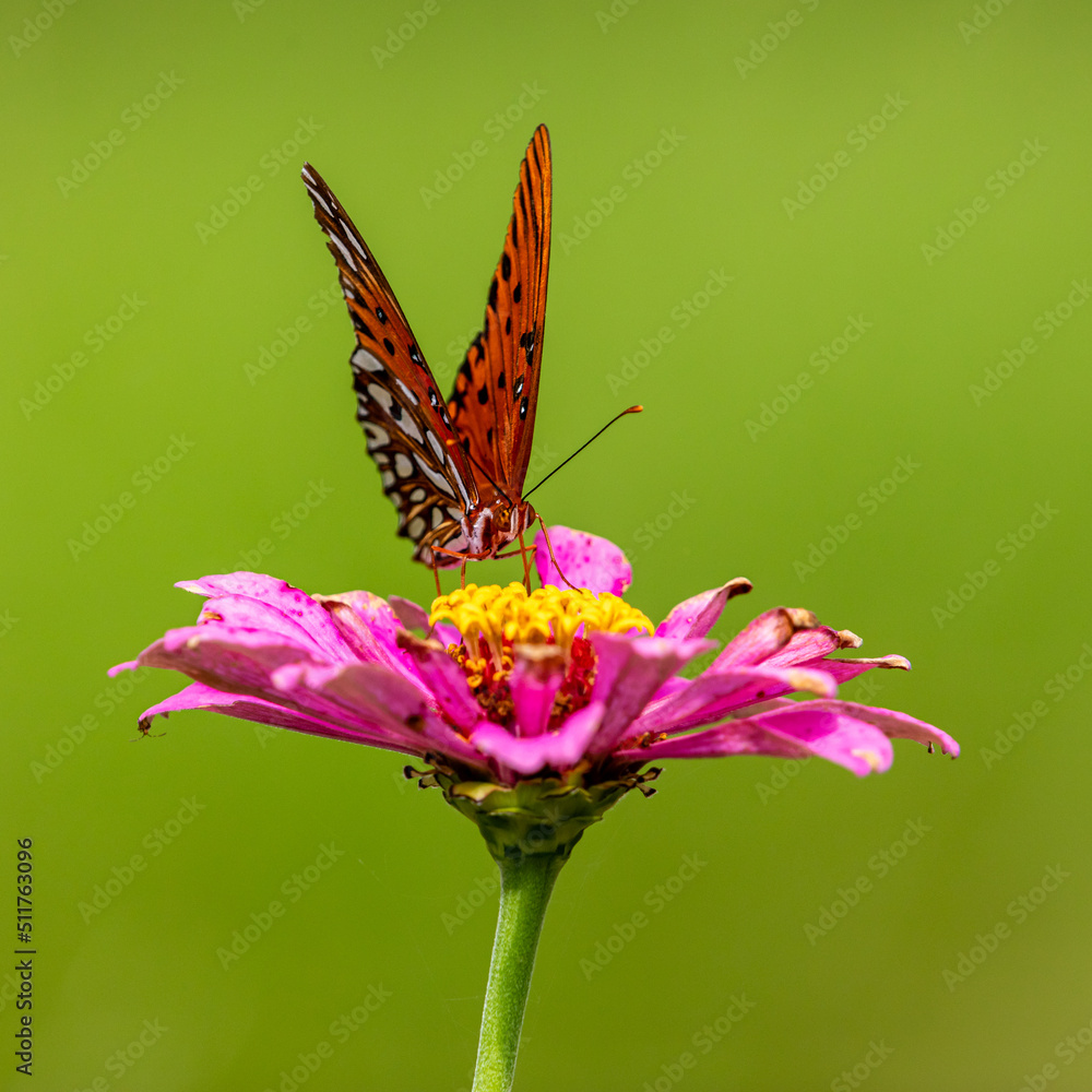 Obraz premium butterfly on flower