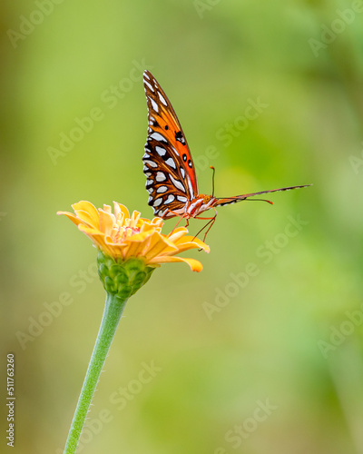butterfly on flower