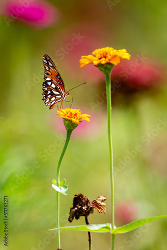 butterfly on flower
