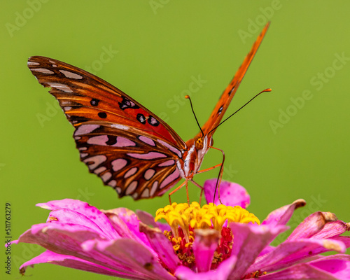 butterfly on flower