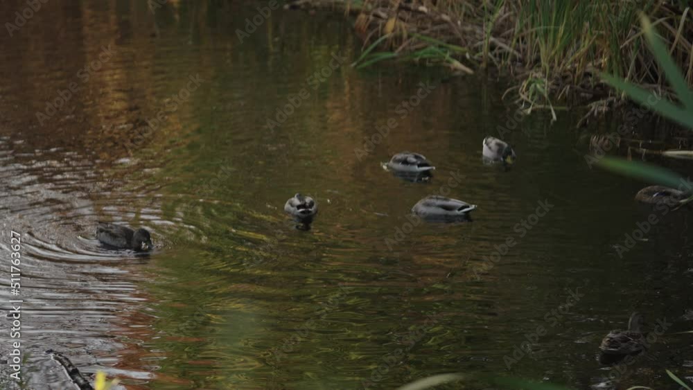 Ducks swim in the pond of the autumn park Ducks swim in the pond of the autumn park