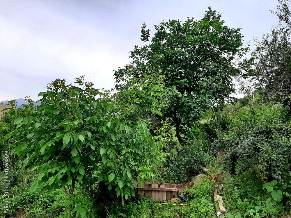 Fototapeta premium tree in the forest