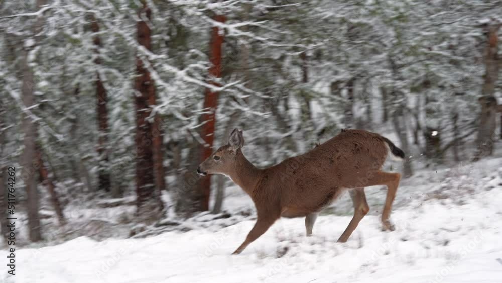 White-tailed Deer Running in the Snow White-tailed Deer Running in the Snow