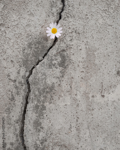 Daisy grows and emerges through a crack in the concrete