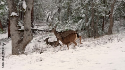White-tailed Deer Running in the Snow