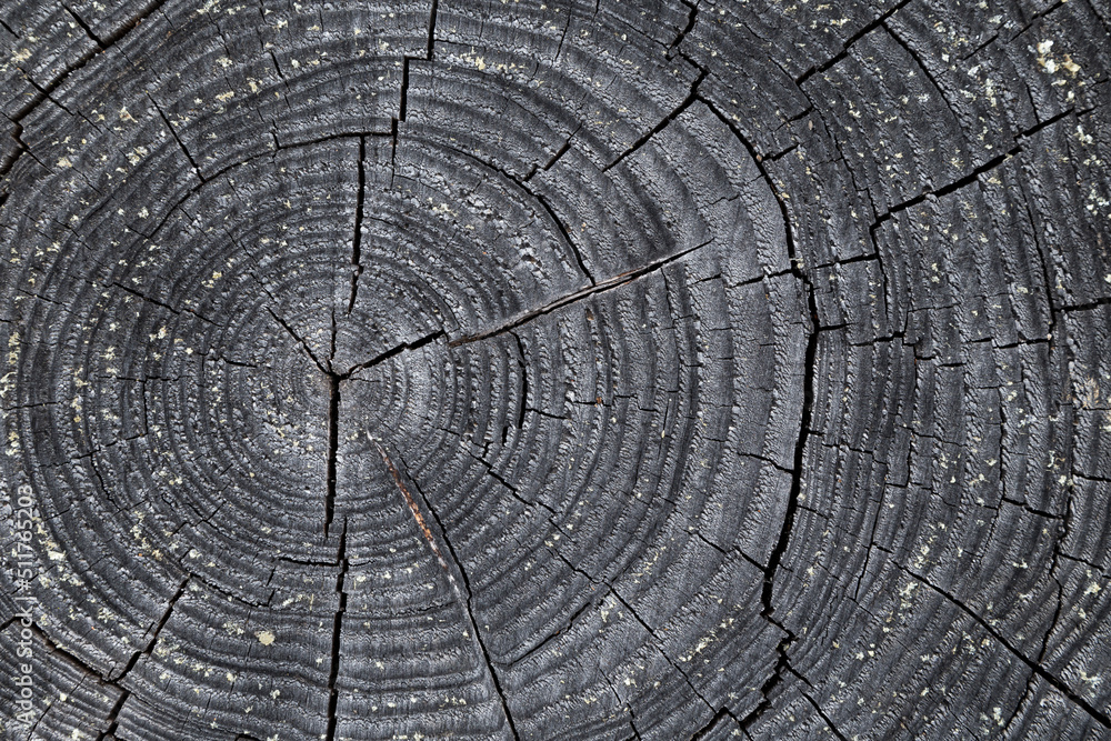Close-up of a cut, old and gray tree stump, viewed from directly above. Abstract natural textured background.