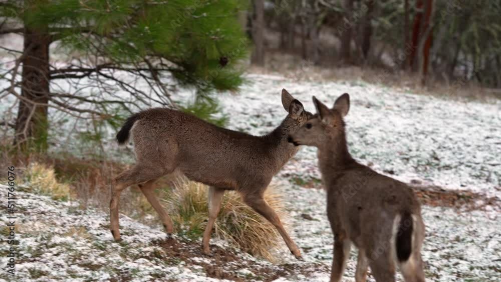 White-tailed Deer Running in the Snow White-tailed Deer Running in the Snow