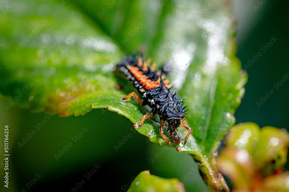 Fototapeta premium Larva of a Harlequin ladybird, Harmonia axyridis, eating an aphid