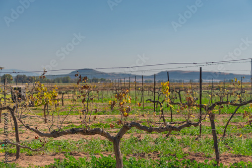 Vineyard in sunny day with mountains background