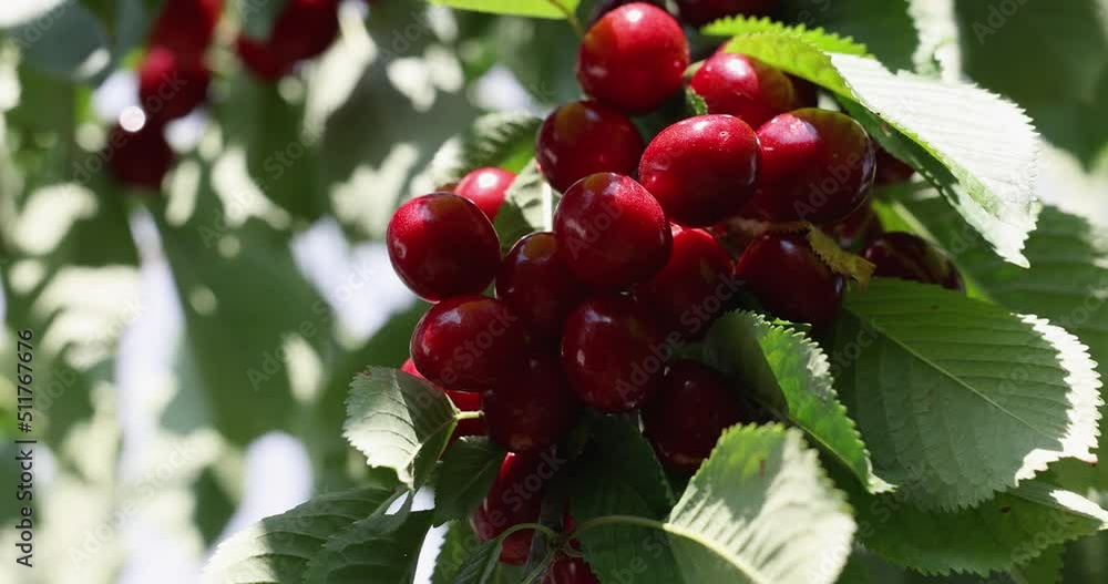 Slow motion video of fragrant ripe juicy merry or cherry on branch Slow motion video of fragrant ripe juicy merry or cherry on branch