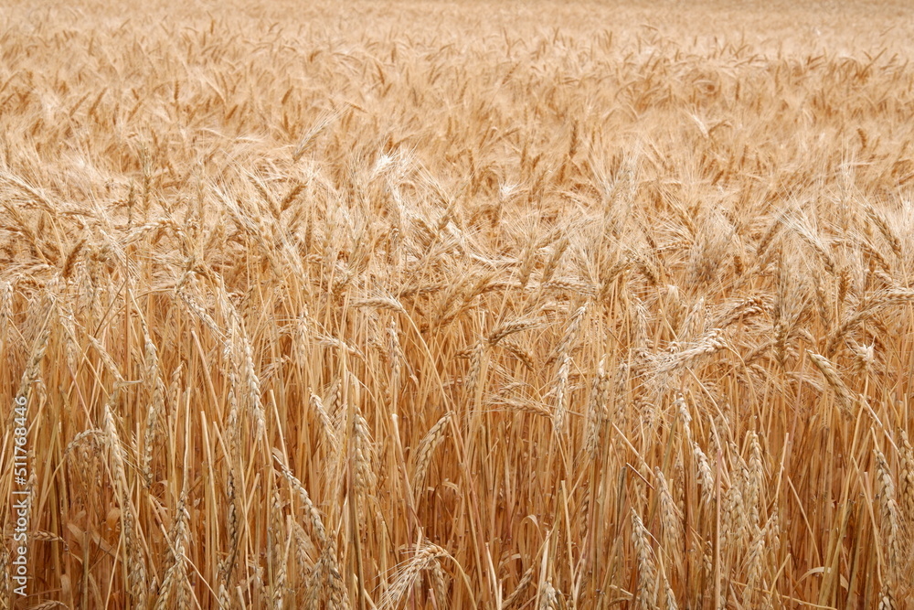 Wheat field in the fall Wheat field in the fall