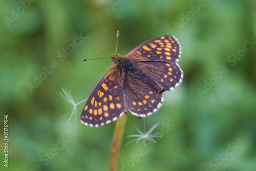 Northern Brown Argus butterfly, Latin name Plebeius artaxerxes on a green leaf. © Anatoliy