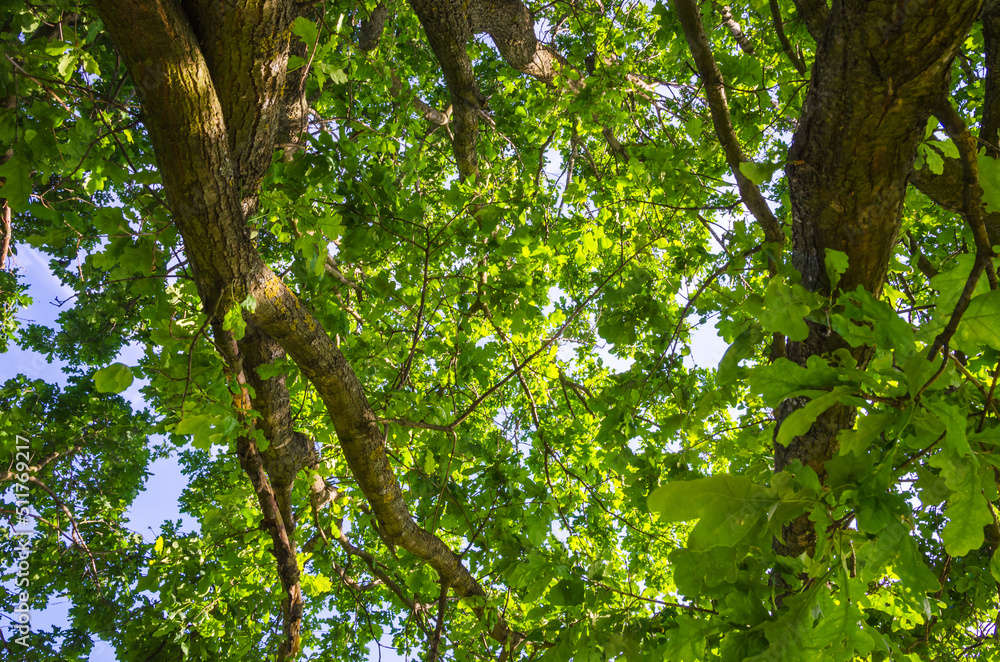 Obraz premium View on the tree top from below. Old big oak with huge branches